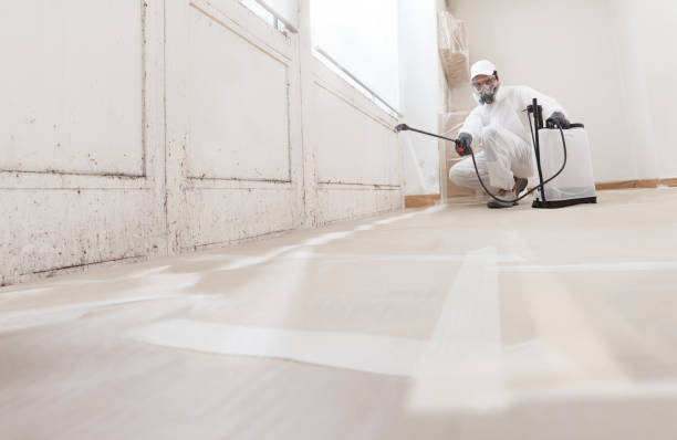 Black mold remediation team in Henderson