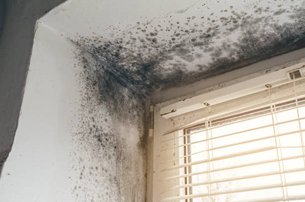 Mold Removal service in Henderson